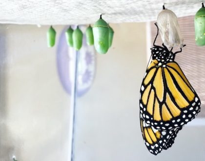 raising monarch butterflies