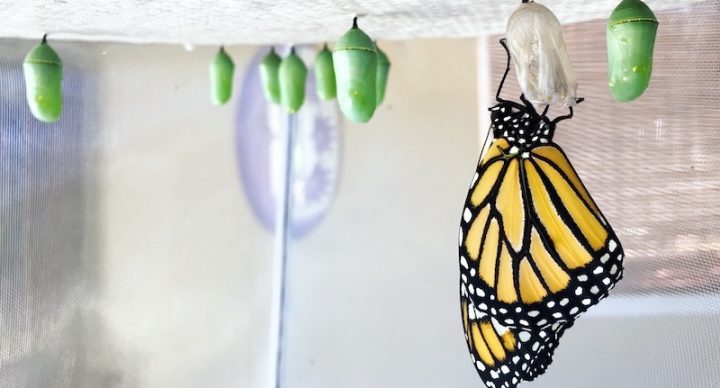 raising monarch butterflies