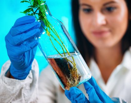 Scientist evaluating the root structure of a plant growing in a bottle.