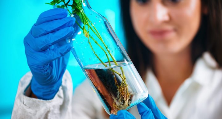 Scientist evaluating the root structure of a plant growing in a bottle.